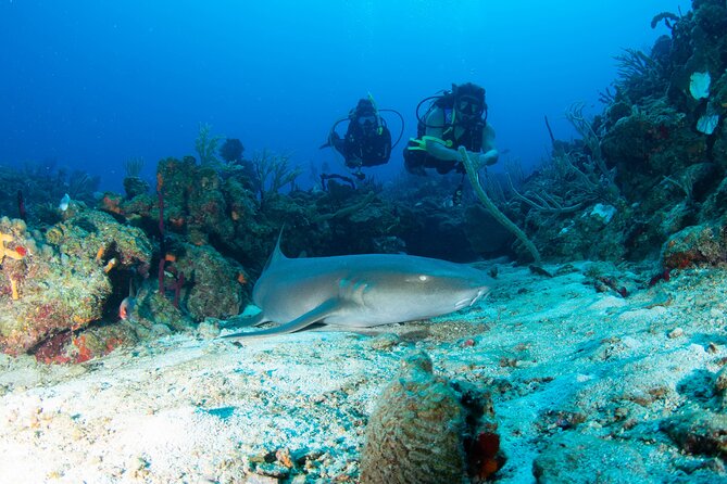 2-Tank Scuba Boat Trip in World-Class Sites @ Copamarina - Key points at a glance