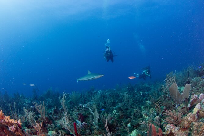 2-Tank Scuba Boat Trip in World-Class Sites @ Copamarina - A six-person boat changes the feel
