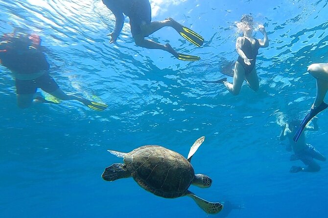 Aguadilla Tropical Snorkeling - Key points to know before booking