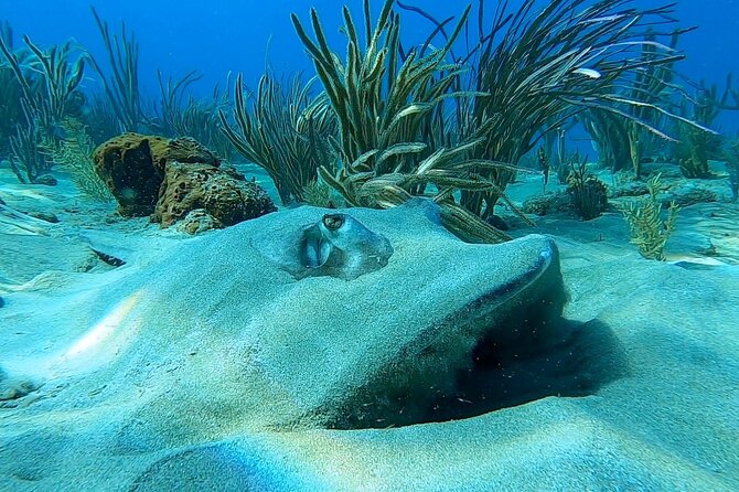Aguadilla Tropical Snorkeling - Starting at Peña Blanca Beach at 8:30 am