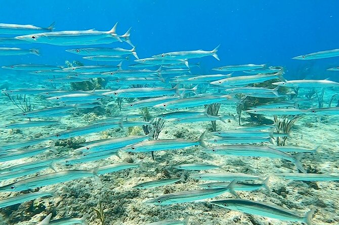 Aguadilla Tropical Snorkeling - Why a marine biologist changes the outing