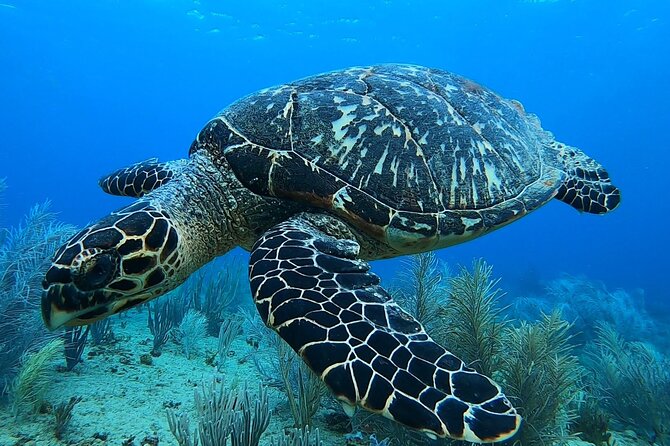 Aguadilla Tropical Snorkeling - Equipment and flotation for first-time snorkelers