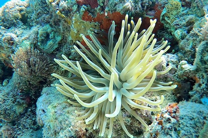 Aguadilla Tropical Snorkeling - What the two-hour schedule feels like