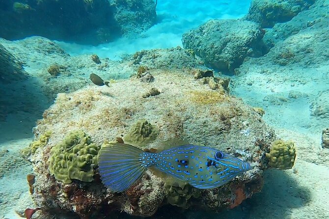 Aguadilla Tropical Snorkeling - The main tradeoff: authentic shore time versus convenience