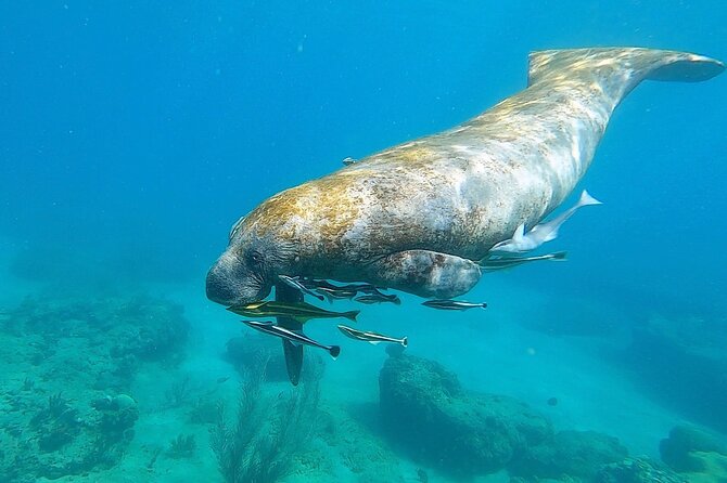 Aguadilla Tropical Snorkeling - Who will get the most from this snorkeling trip