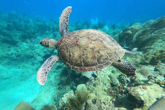 Aguadilla Tropical Snorkeling - A safety briefing before you enter the water