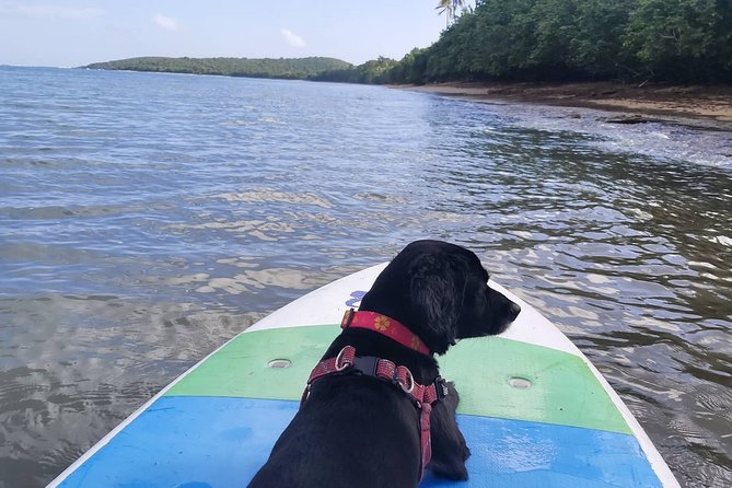 All-Day Paddleboard Rental – Fajardo, Puerto Rico - Who will enjoy this most
