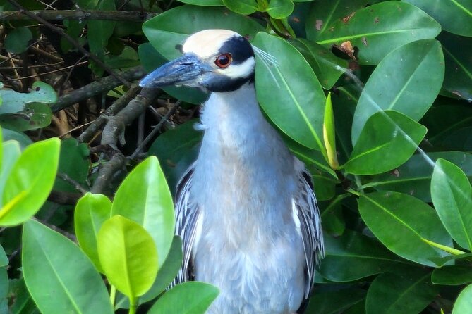 Backwater Wildlife and Boat Tour - Key points to know before booking