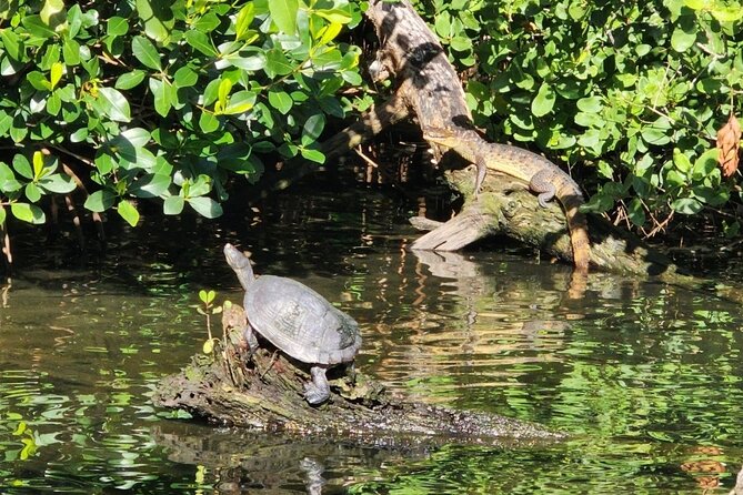Backwater Wildlife and Boat Tour - A quiet way to see Puerto Rico from the water