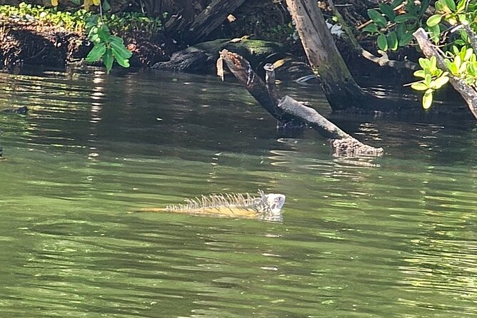 Backwater Wildlife and Boat Tour - What the private format changes