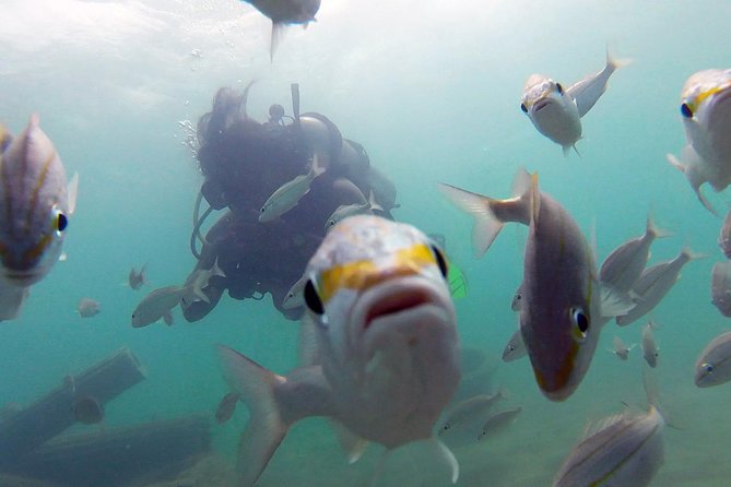 Beginner Scuba Diving with Turtles and Videos, San Juan - Why Escambron Beach Works for Beginners