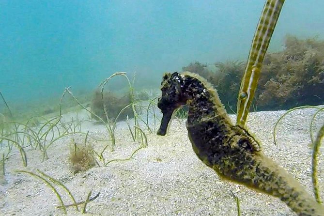 Beginner Scuba Diving with Turtles and Videos, San Juan - Videos Are Handy, but Keep Expectations Sensible