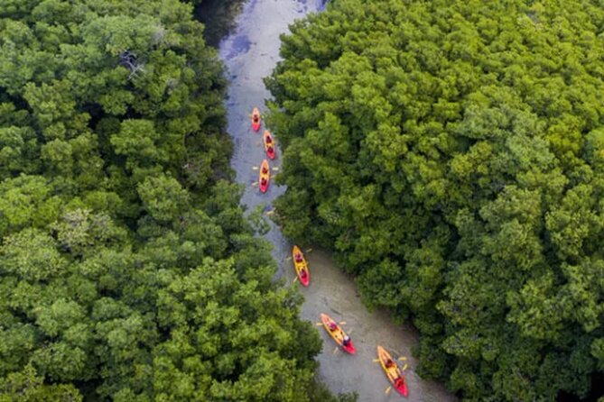 Bioluminescent Bay Kayak Tour in Fajardo Puerto Rico - Who will enjoy this experience most