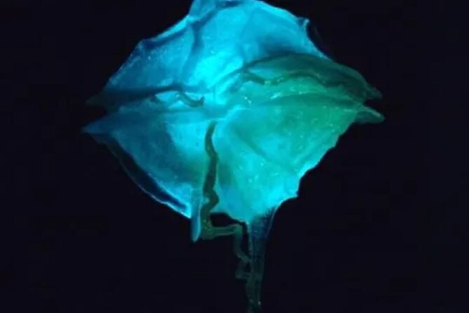 Bioluminescent Bay Kayak Tour in Fajardo Puerto Rico - Paddling through Bahia Fajardo’s mangrove channel