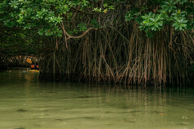 Bioluminescent Bay Night Kayaking, Fajardo - Who will enjoy this most