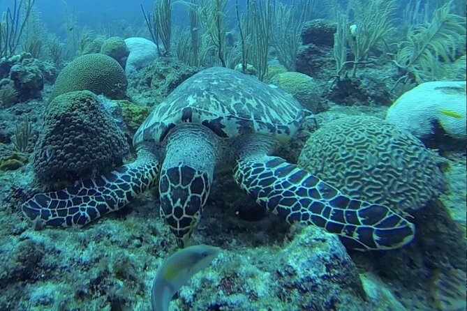 Boat Snorkeling and beach day to the Fajardo islands - The second island and its beach break