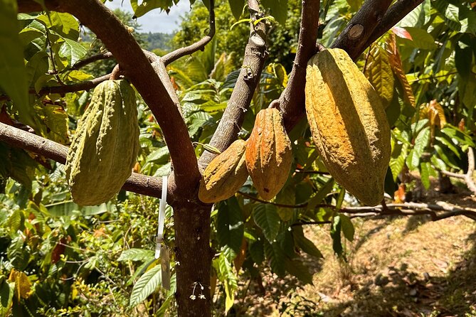 Cacao Walking Tour in Puerto Rico - A Puerto Rico Cacao Tour With Real Farm Work