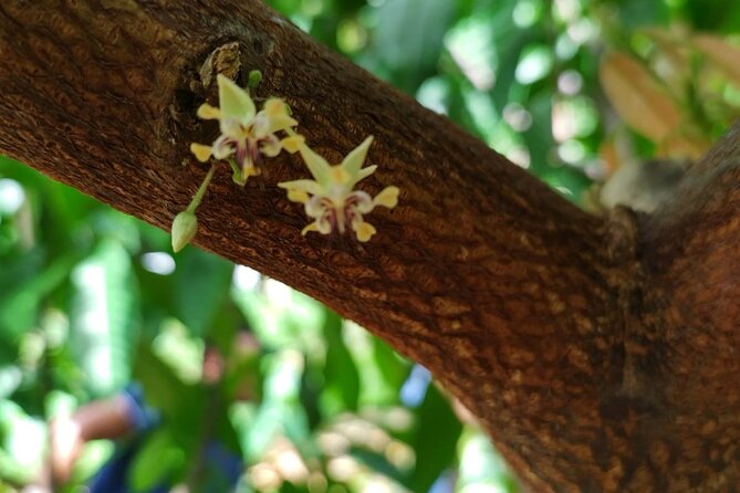 Cacao Walking Tour in Puerto Rico - The Bean-to-Bar Story, Explained in Plain Terms