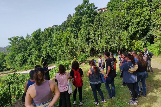 Cacao Walking Tour in Puerto Rico - Hot Chocolate, Husk Tea, and Farm Snacks