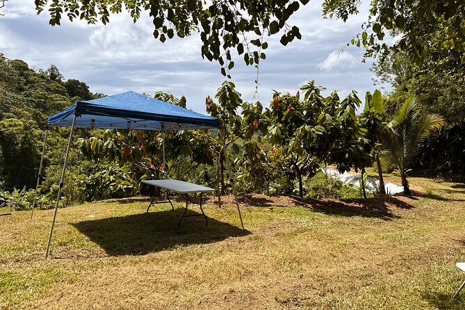 Cacao Walking Tour in Puerto Rico - Why the Family Experience Works