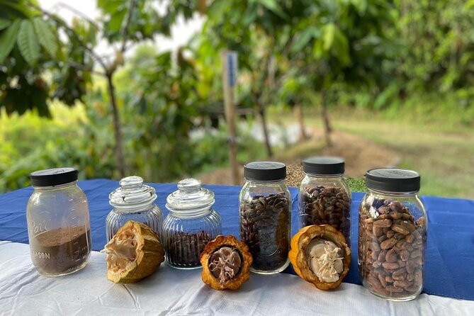Cacao Walking Tour in Puerto Rico - Walking the Hillside Paths at Finca La Providencia