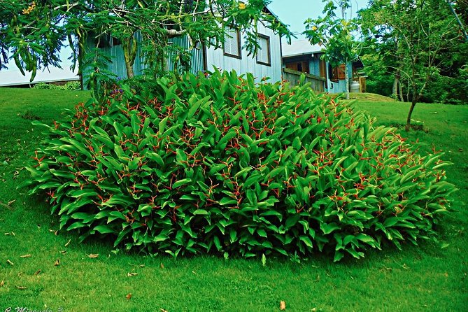 Caguas Cultural Day Trip from San Juan Including Botanical Garden and Lunch - Price, timing, and practical value
