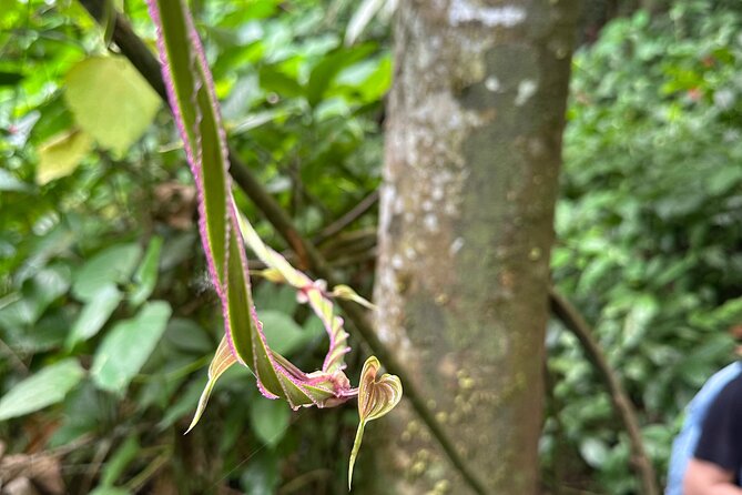 Chase Waterfalls - Discover a hidden 180ft rainforest gem - Safety first, then shoes and life vests