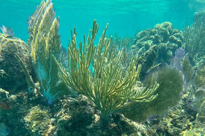 Coral Reef and Sea Turtle Snorkeling Experience - Melones Beach and coral reef viewing