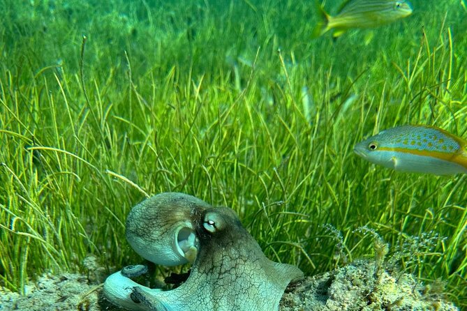 Coral Reef and Sea Turtle Snorkeling Experience - What the guide adds for beginners