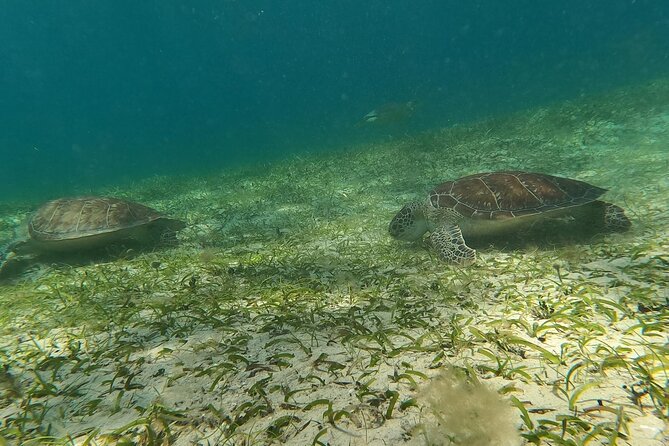 Coral Reef and Sea Turtle Snorkeling Experience - Premium gear and the light snack