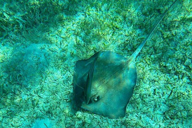 Coral Reef and Sea Turtle Snorkeling Experience - Weather, cancellations, and meeting details