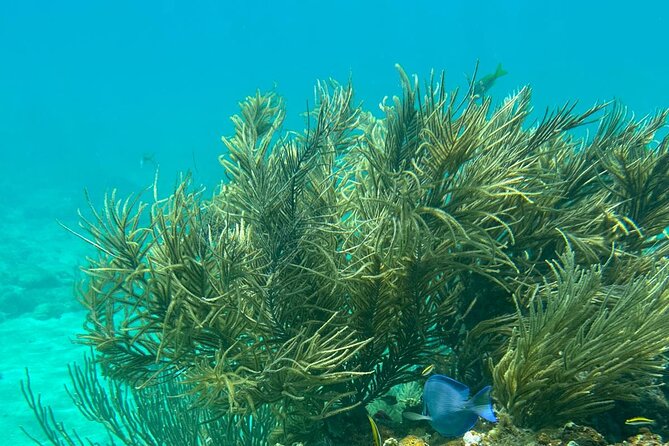 Coral Reef and Sea Turtle Snorkeling Experience - Tamarindo Beach and the search for sea turtles