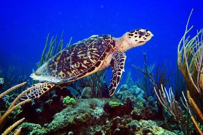 Culebra Snorkel and Beach Day with Lunch and Drinks - Price, fees, and what you really receive