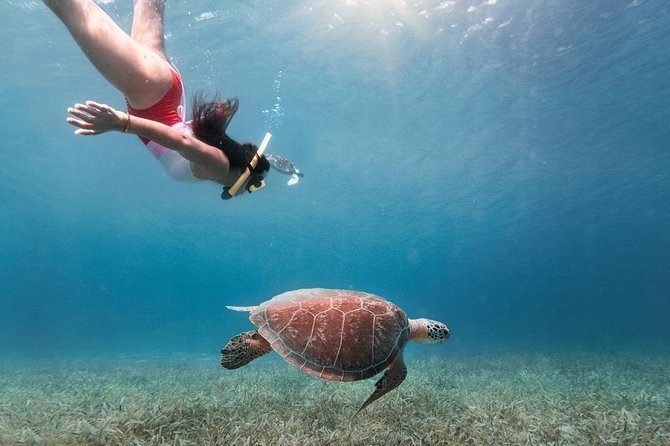 Culebra Snorkel and Turtle Adventure with Transport - What makes this Culebra day worthwhile
