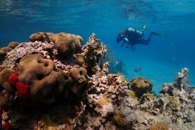 Culebra Snorkeling and beach Day Experience by boat - The first reef: about 80 minutes in the water