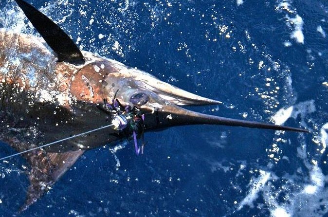Deep Sea Fishing Private Boat Charter in San Juan - Is $947.75 a fair price?