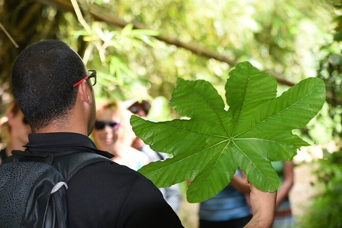Discover El Yunque National Park: Half-Day Rainforest Tour - Yokahú Tower provides the broadest view