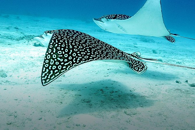 Discover Fajardo: 2-Tank Scuba Diving - Weather changes and cancellation terms