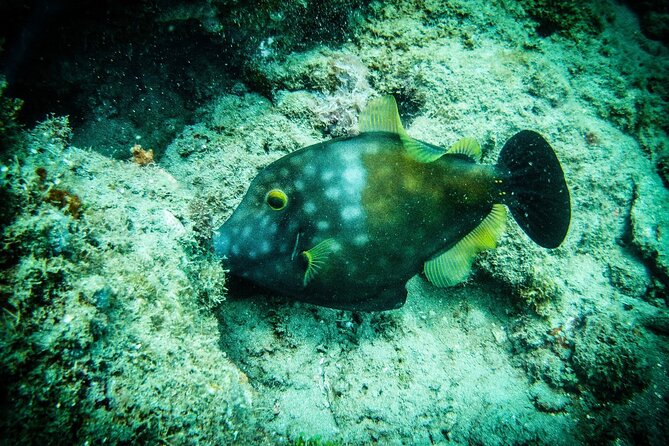 Discover Scuba Diving - The price and what you receive