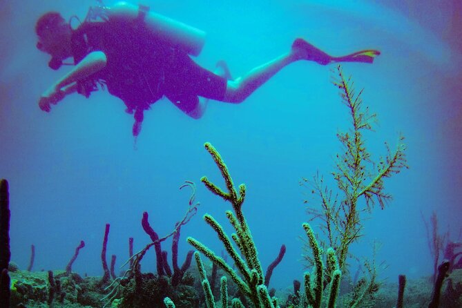 Discover Scuba Diving - How this can lead to certification