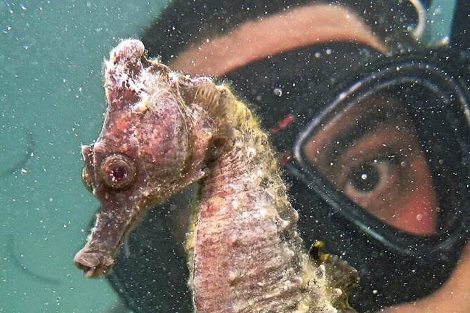 Discover Scuba Diving in San Juan - Who should book this experience?