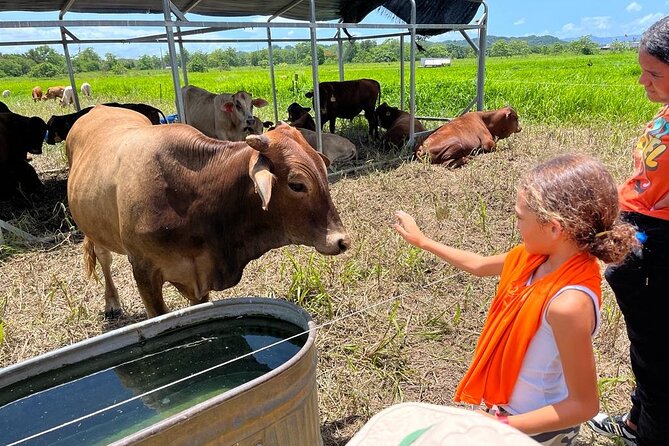 Eco Friendly Farming Tour to Explore Dorado's Most Beautiful Farm - A working farm near San Juan, with food at the finish