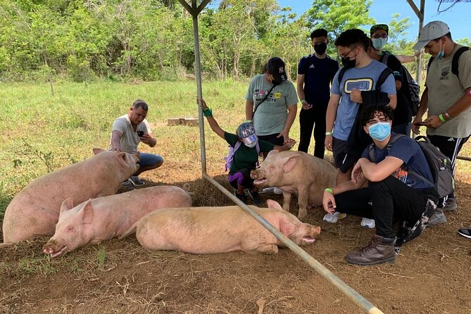 Eco Friendly Farming Tour to Explore Dorado's Most Beautiful Farm - Adding the three-mile Giant Grass Maze