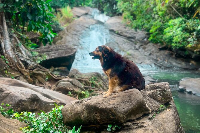 El Yunque Hike, Waterslide & Luquillo Kiosks Food with Transport - Why Las Pailas makes this more than a standard El Yunque visit