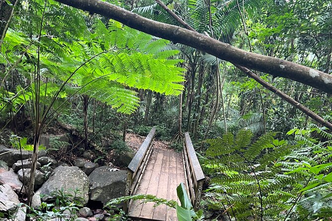 El Yunque National Forest Guided Tour with Transport - What the $80 El Yunque tour actually gives you