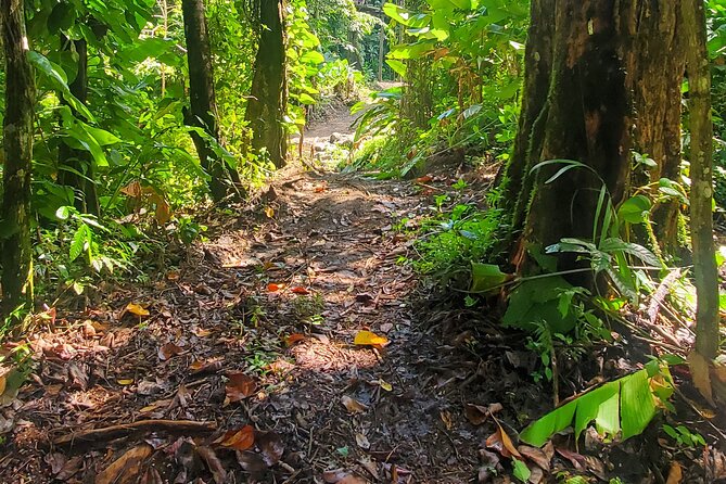 El Yunque National Rainforest and Luquillo Beach Tour - The Guides Make the Difference