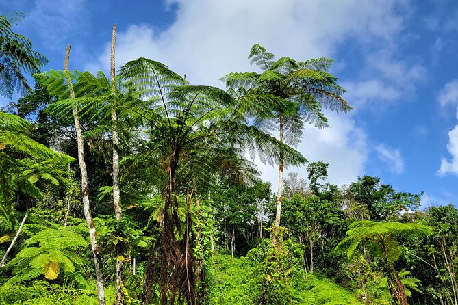El Yunque Rainforest and Luquillo Kiosk Day Trip - Pools, slides, rope swings, and optional jumps