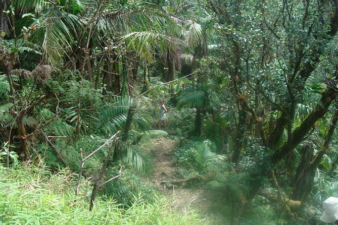 El Yunque Rainforest Full Day Private Tour - Why the private format changes El Yunque