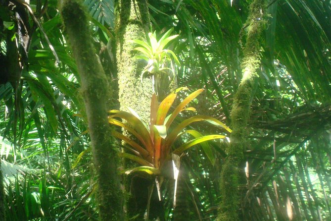 El Yunque Rainforest Full Day Private Tour - Walking through the cloud forest