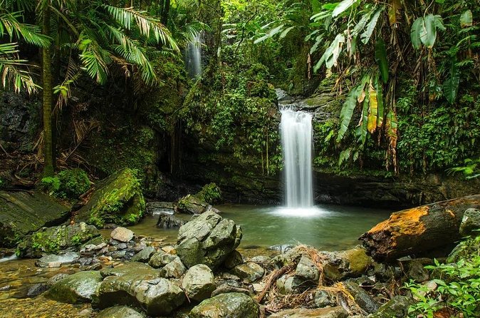 El Yunque Rainforest Guided Tour - What $75 Buys You